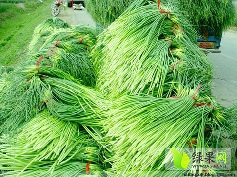 金乡蒜苔最新行情与探索自然美景之旅