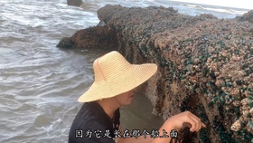 最新休渔补贴引领科技革新，智能助手重塑海洋生态与生活体验展望至2025年